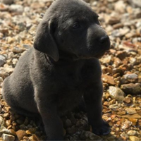Charcoal Male Lab
