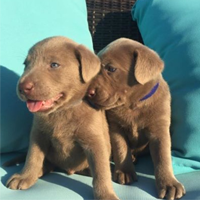 Silver Lab Brothers