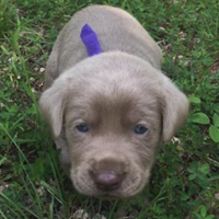 Silver Female Puppy
