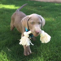 Silver Lab Male Puppy