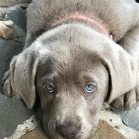 Cute Puppy Laying Down