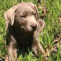 Puppy in the Grass