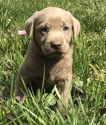 Silver Lab In Pink Collar