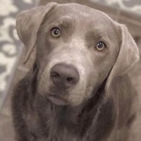 Female Adult Retriever