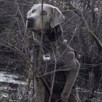 Male Adult Retriever