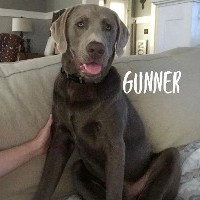 Gunner, Male Adult Retriever
