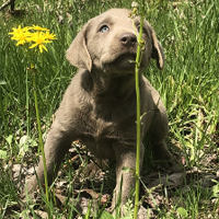 Silver Female Lab