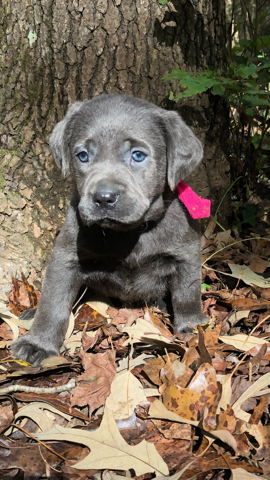 newborn silver lab puppies