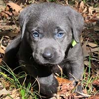 Puppy with Lime Green Collar