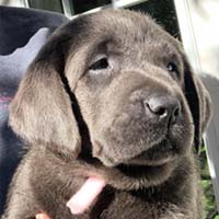 Puppy with Pink Collar
