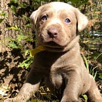 Puppy with Yellow Collar