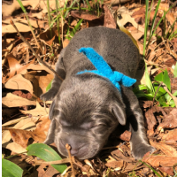 Teal Collar Baby