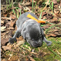 Orange Collar baby