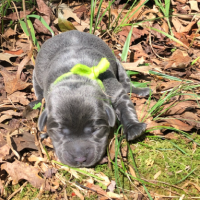Lime Green Collar baby