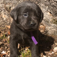 Purple Collar Puppy