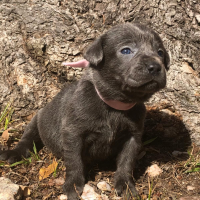 Light Pink Collar Puppy