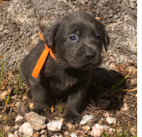 Orange Collar Puppy