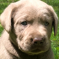 Silver Puppy