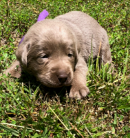 Purple Collar Puppy