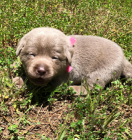 Pink Collar Puppy