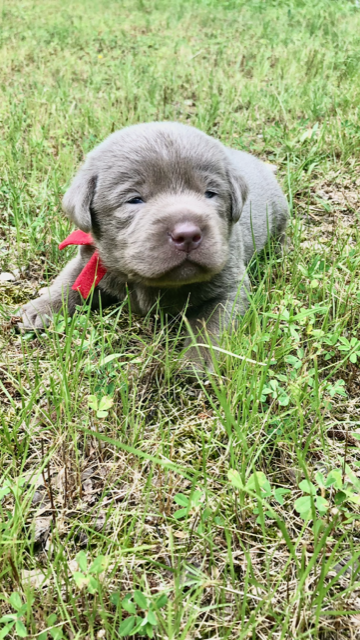 Red Collar Silver Male