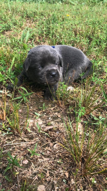 Blue Collar Charcoal Female