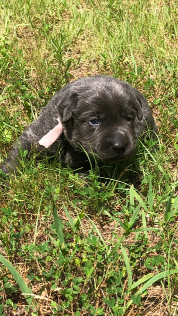 Pink Collar Charcoal Female