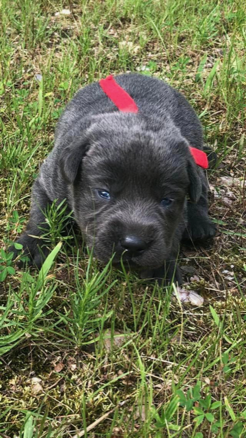 Red Collar Charcoal Female