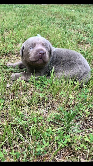 Baby Blue Silver Male