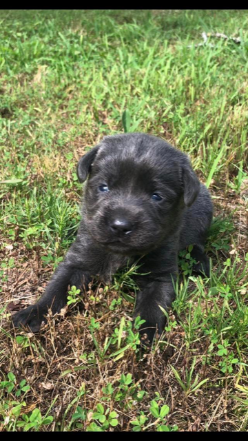 Green Collar Charcoal Female