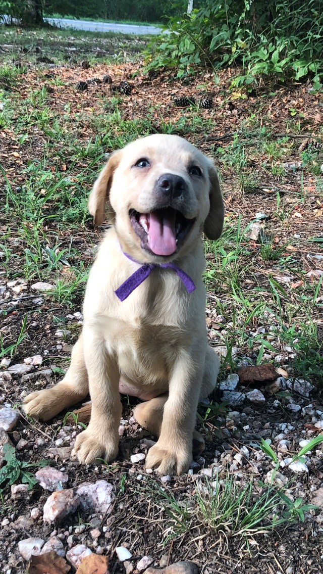 Champagne Purple Collar