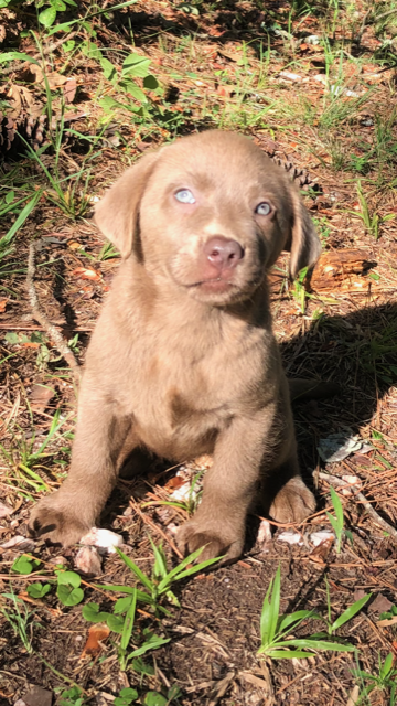 Silver Female