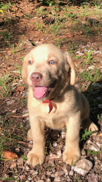 Champagne Red Collar Female